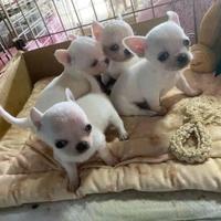 Splendida cucciolata chihuahua mini toy