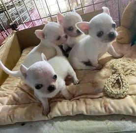 Splendida cucciolata chihuahua mini toy