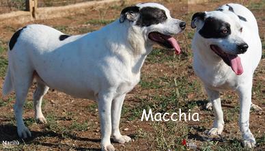Macchia, un bel cagnolone taglia grande