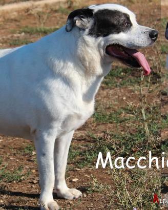Macchia, un bel cagnolone taglia grande