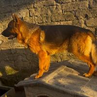 Monta Pastore Tedesco