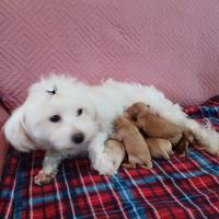 Cuccioli di maltipoo
