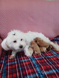 Cuccioli di maltipoo
