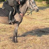 Puledra