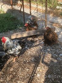 Gallo e galline wyandotte