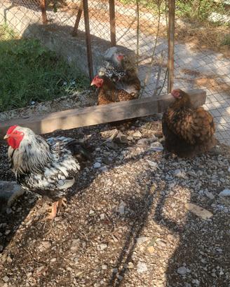 Gallo e galline wyandotte