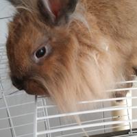 Coniglio testa d'ariete