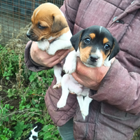 Cuccioli Jack Russel