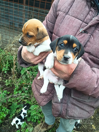 Cuccioli Jack Russel