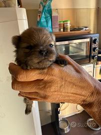 Cuccioli spitz Pomerania