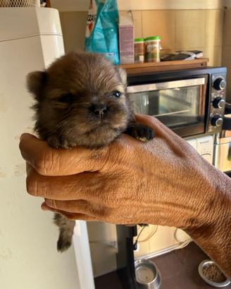 Cuccioli spitz Pomerania