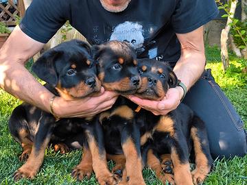 Cuccioli di Rottweiler