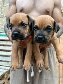 Disponibili cuccioli Cane Corso-Amstaff