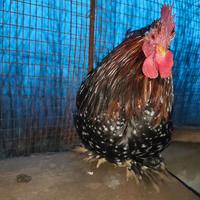 Coppia cocingina nana