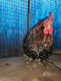 Coppia cocingina nana