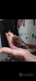 Cuccioli di Lumache Giganti Africane