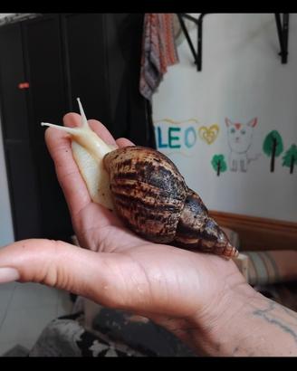 Cuccioli di Lumache Giganti Africane