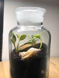 Terrarium artigianale in vetro