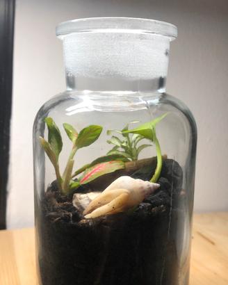 Terrarium artigianale in vetro