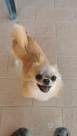 chihuahua pelo lungo 