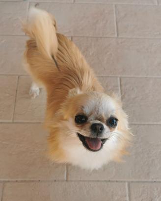 chihuahua pelo lungo 