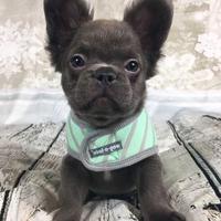 BULLDOG - BOULEDOGUE FRANCESE FLUFFY rate 12 mesi