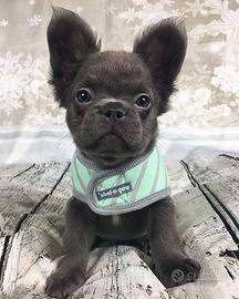 BULLDOG - BOULEDOGUE FRANCESE FLUFFY rate 12 mesi
