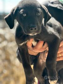 Cuccioli futura taglia media