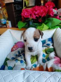 Jack Russell zampa corta