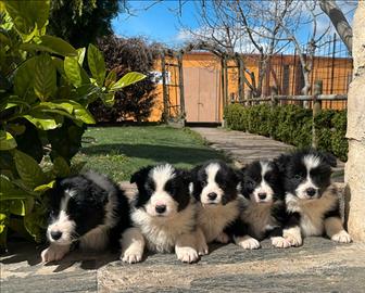 Cuccioli di Border Collie