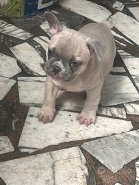 Bulldog francese blu fawn