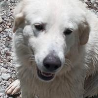 Cane da montagna dei Pirenei, 2 anni