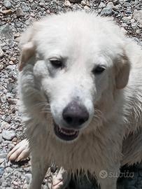 Cane da montagna dei Pirenei, 2 anni