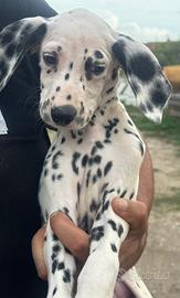 Dalmata