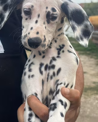 Dalmata