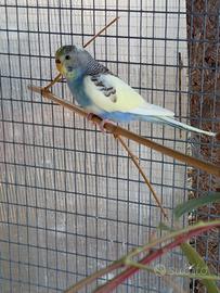 Cocorite
