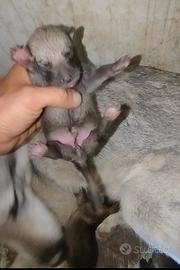 Cuccioli Lupo Cecoslovacco