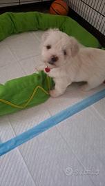 Cani maltese