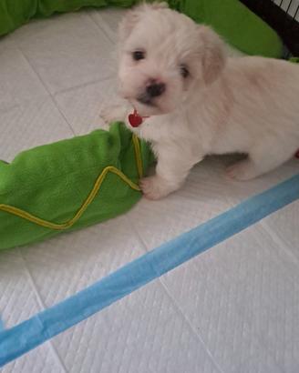 Cani maltese