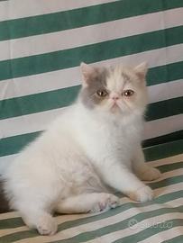Cucciolo 4 mesi