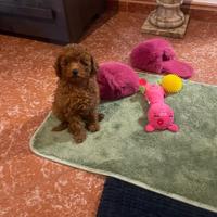 Cucciola Barboncino Toy