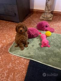 Cucciola Barboncino Toy