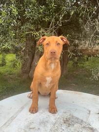 Cuccioli di american pitbull terrier