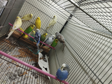 Pappagallini cocorite