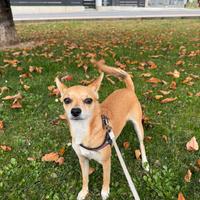 Cucciola dí piccola taglia meticcio