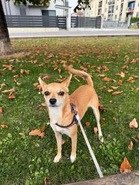 Cucciola dí piccola taglia meticcio