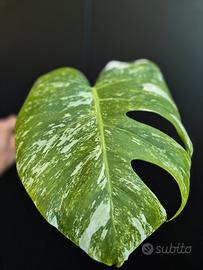 Monstera Deliciosa Variegata 