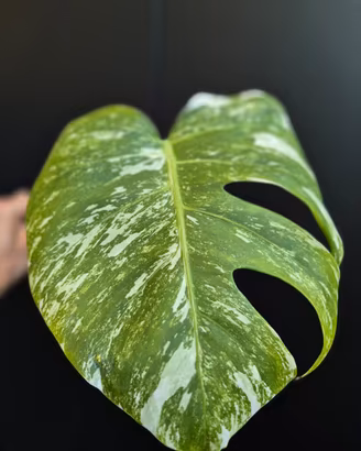 Monstera Deliciosa Variegata 