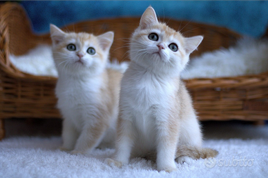 British Shorthair Pedigree