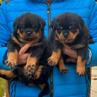 Cuccioli rottweiler